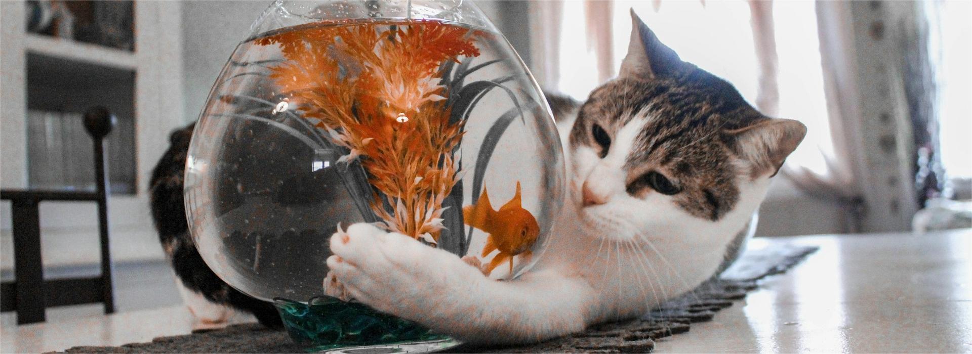 Pets-Fish Shop -Pets-Fish Shop hannah reding IwYAo4G7Kr8 unsplash