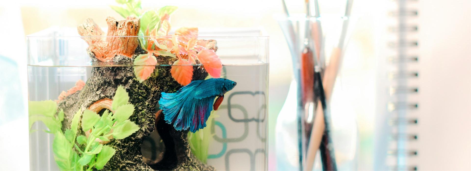 Pets-Fish Shop -Pets-Fish Shop sarah brown Nj939yBZmg unsplash