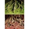Underwater Treasures Amazon Root/Grassy Root Reversible Background - 20" - Sold By The Foot - 50 Feet