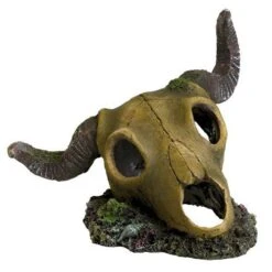 Underwater Treasures Ram Skull